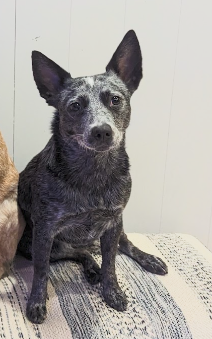 Maggy, a playful blue heeler, smiling at the camera